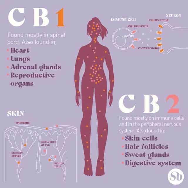 CBD101