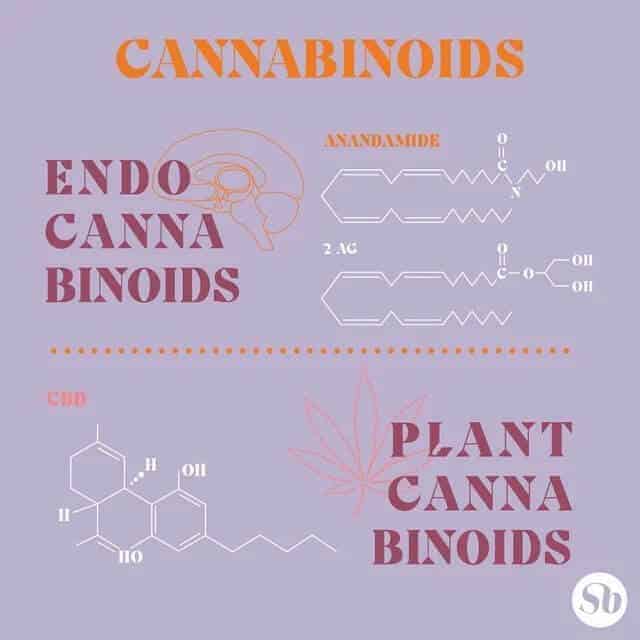 CBD101