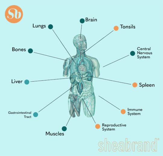 The Endocannabinoid System, cvd