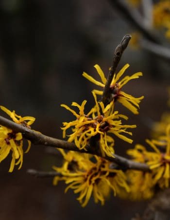 how to apply witch hazel for hemorrhoids