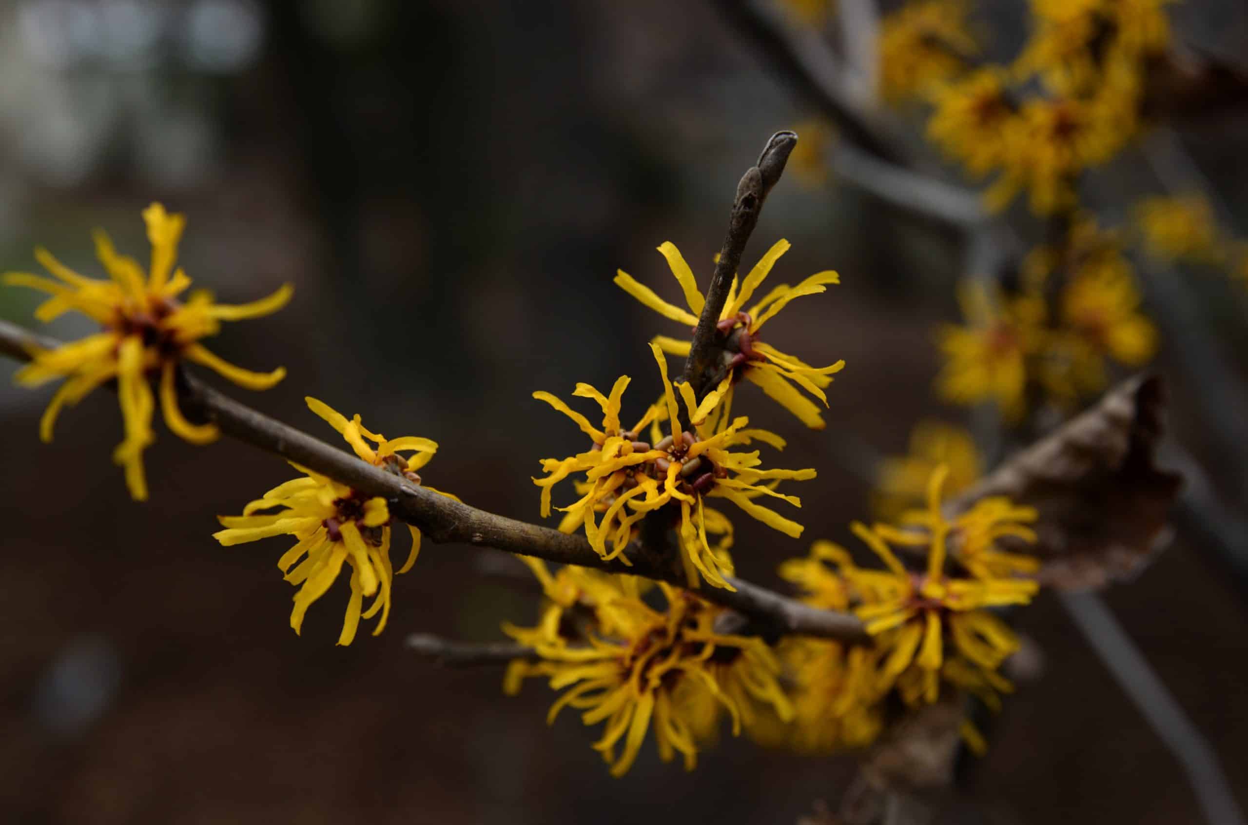 how to apply witch hazel for hemorrhoids