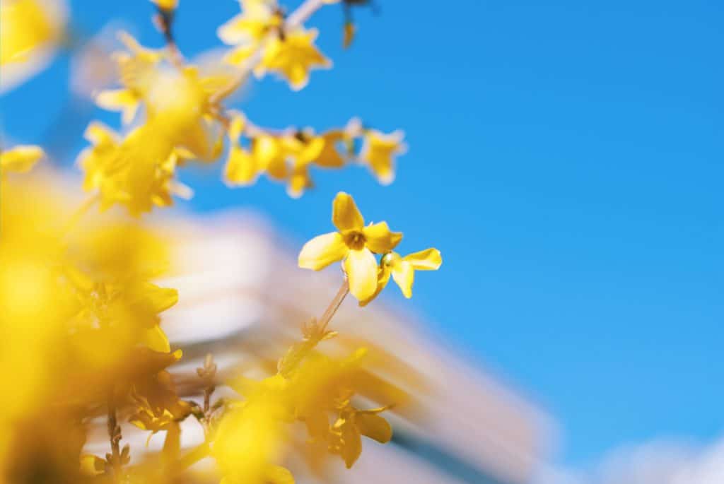 witch hazel vs forsythia