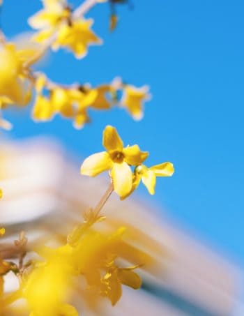 witch hazel vs forsythia