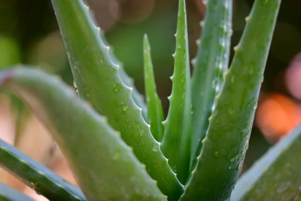 witch hazel vs aloe vera