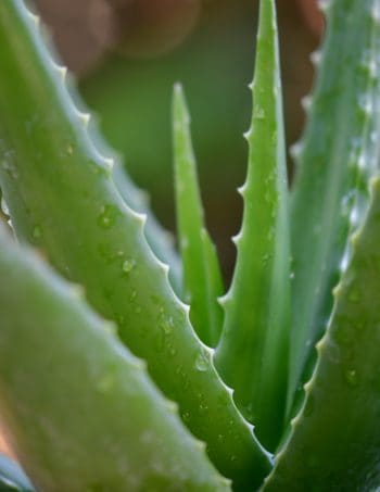 witch hazel vs aloe vera